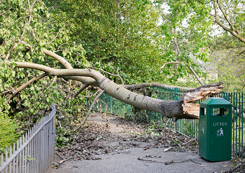 Fallen tree