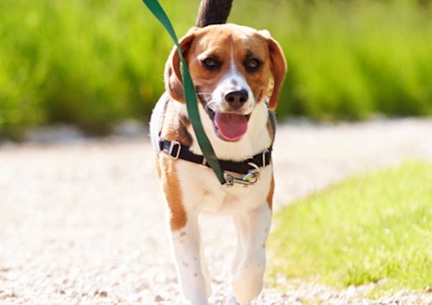 Dog being walked on a lead