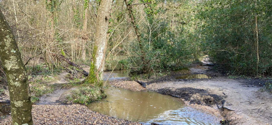 Forest area with a body of water