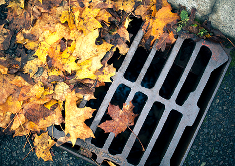 Leaves in a road gully