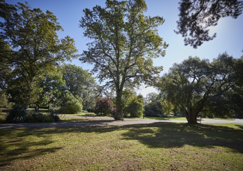 Trees in a park