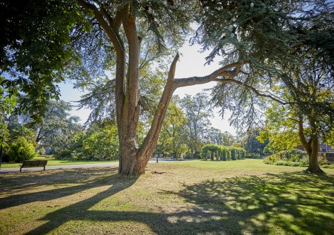 Large tree