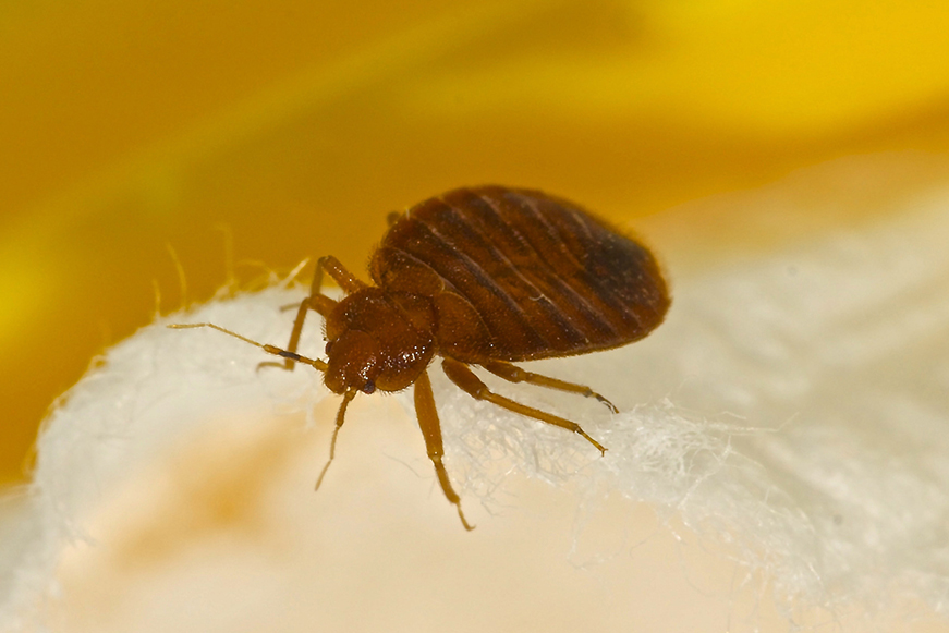 Close up view of a bed bug