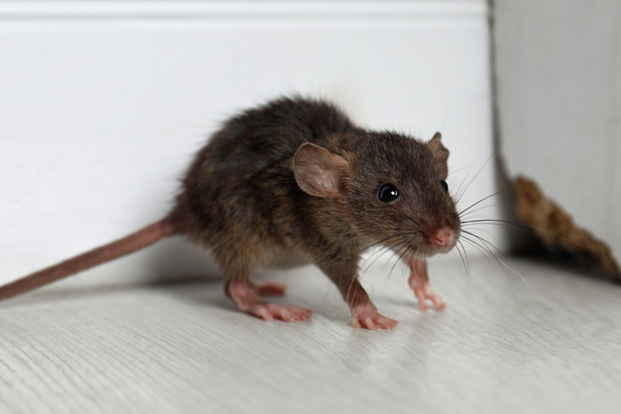 A Rat